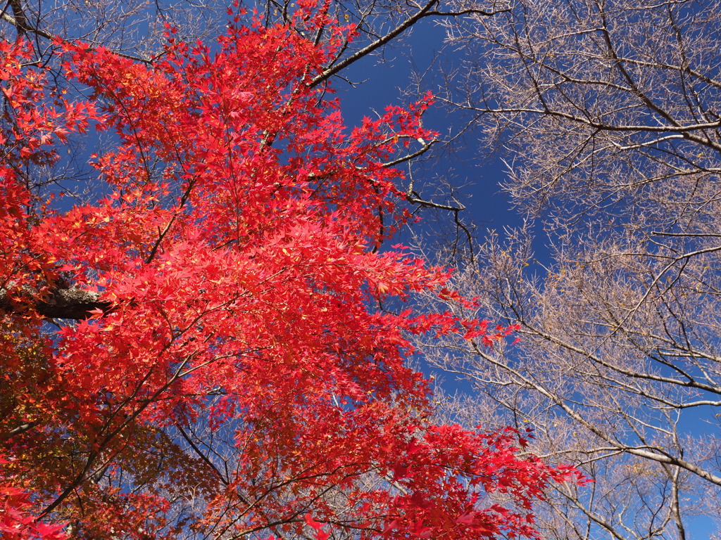 高遠城址公園にて（３）