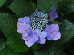 我家の紫陽花（２）