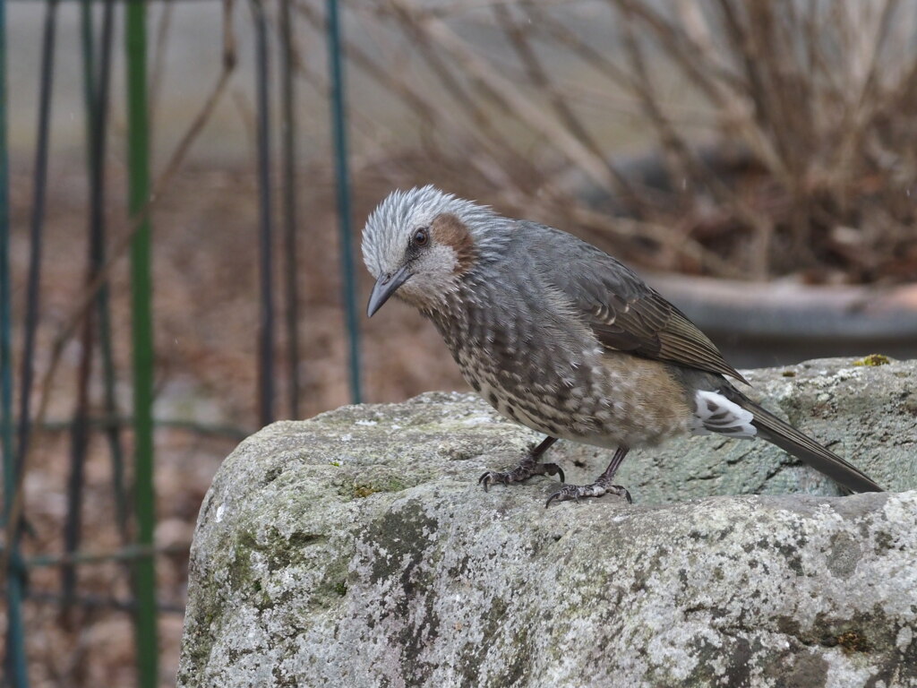 水は飲めないか