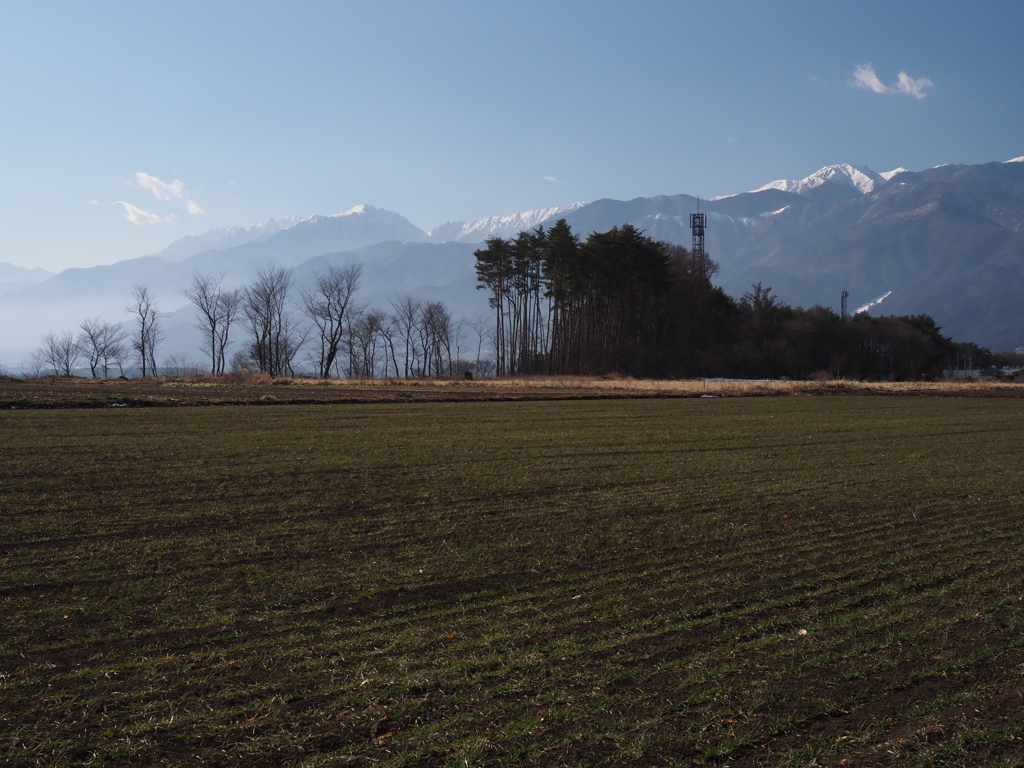 麦畑に中央アルプス