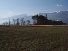 麦畑に中央アルプス