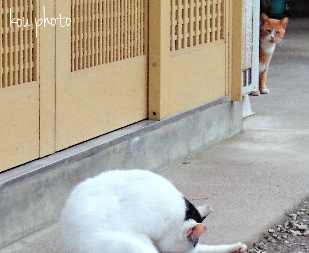 ねこ