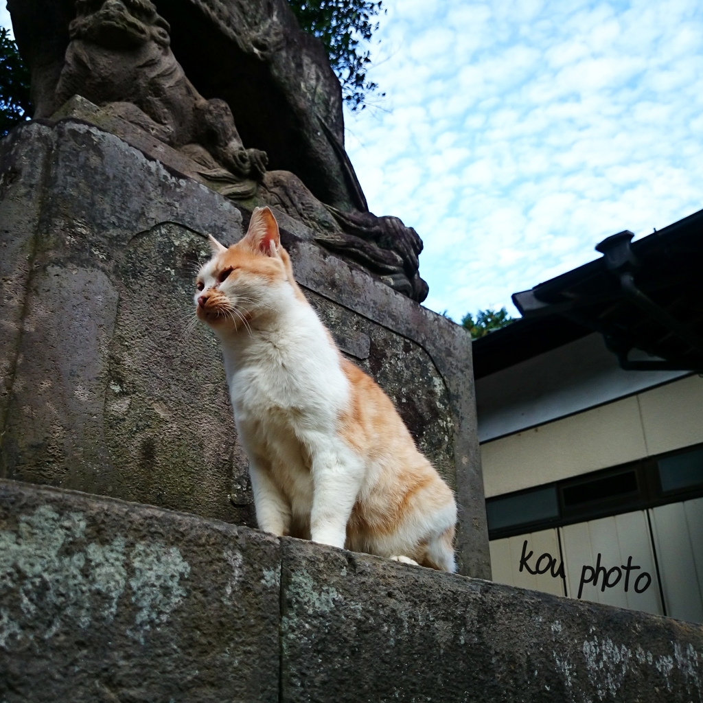 猫神社