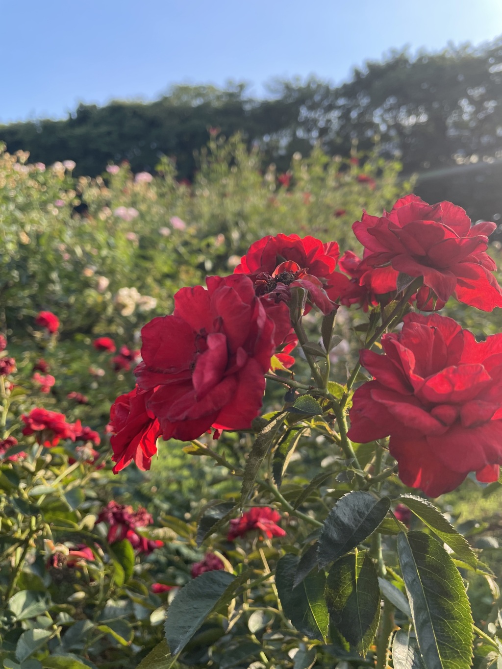 与野公園のバラ園にて（ピエールカルダン・フランス）