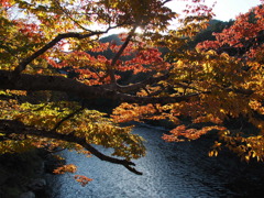 朝日で輝く紅葉