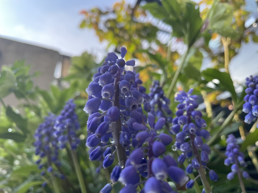 雨上がりの朝日を浴びるムスカリ