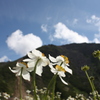 高原で力強く美しく咲くハクサンイチゲ