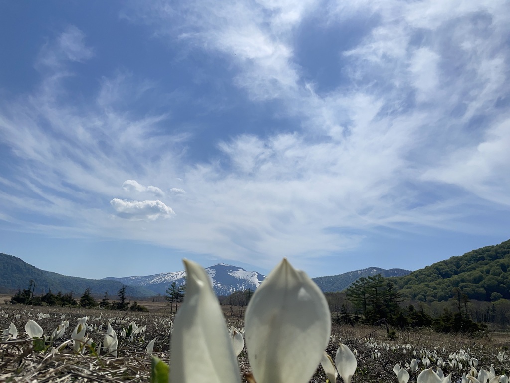 水芭蕉の尾瀬ヶ原