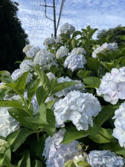 尾瀬戸倉の路地に咲いていた白い紫陽花