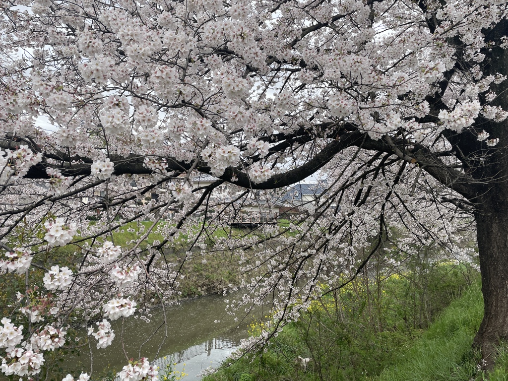 唐沢川の桜堤