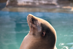 東山動物園（アシカ）