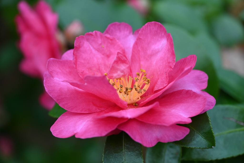 カンツバキの接写