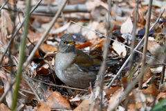 野鳥撮りに初チャレンジ