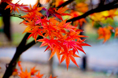 紅葉の加工