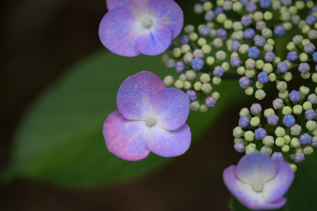可愛い紫陽花