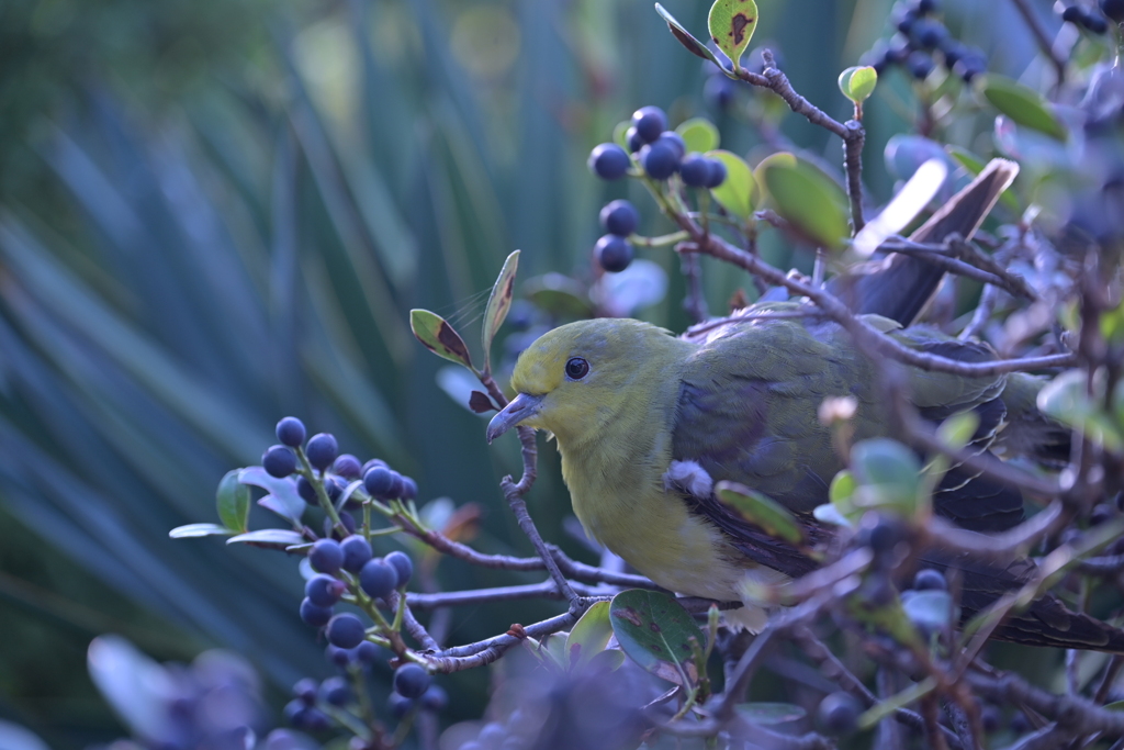 鳥が訪れる