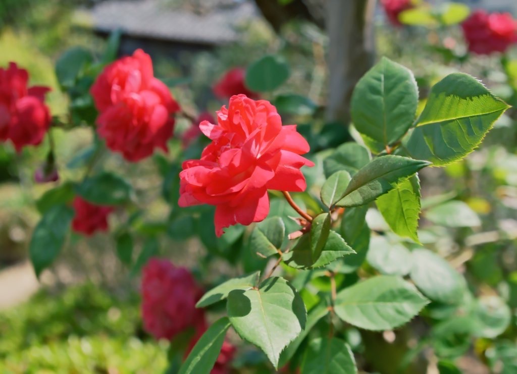 薔薇には棘がある