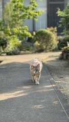 野良猫の威厳