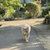 野良猫の威厳