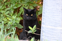 野良の黒猫さん