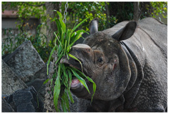 東山動物園でお写ん歩①