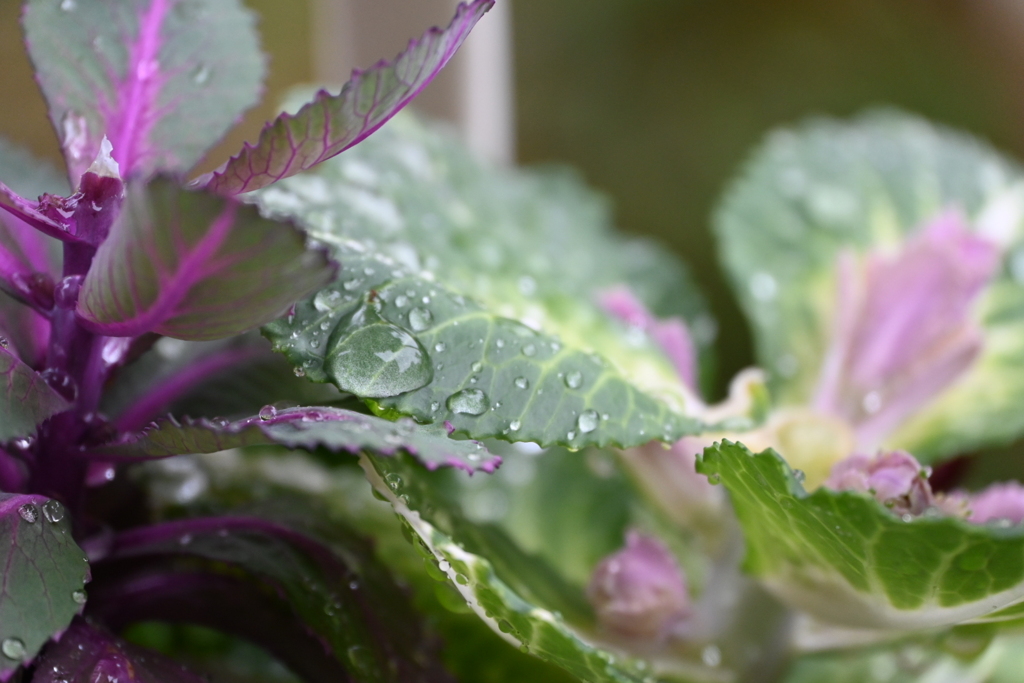 水々しい雨上がり