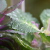 水々しい雨上がり