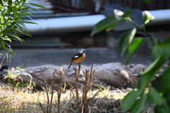 新年にこんにちわ。ジョウビタキくん。
