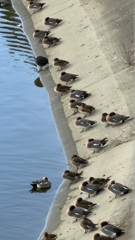 カモの集団睡眠