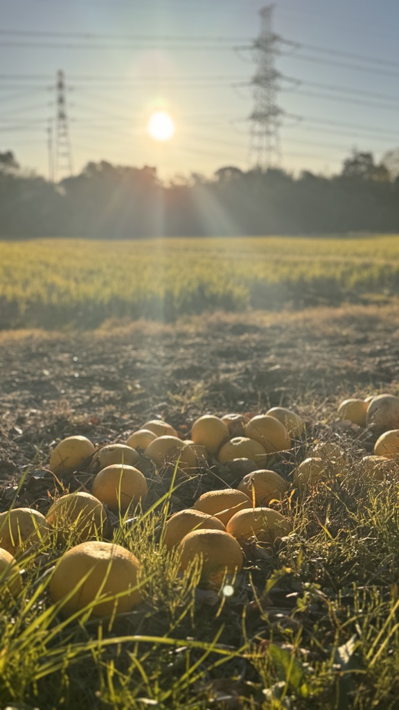 日光浴を愉しむ