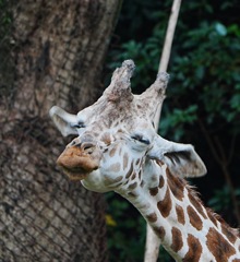 東山動物園でお写ん歩③