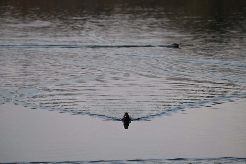 真っ直ぐ進むのみ！