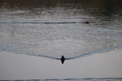 真っ直ぐ進むのみ！