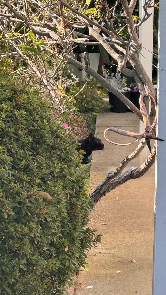 野良猫の一休み
