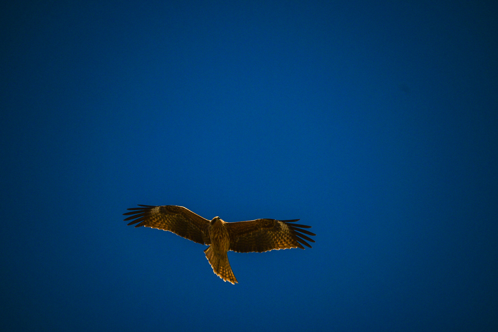 トンビを追いかける
