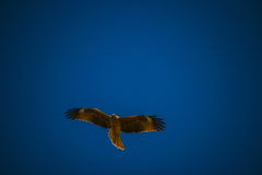 トンビを追いかける