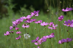花のように上を向いて生きよう