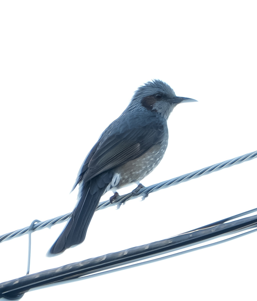 野鳥撮影