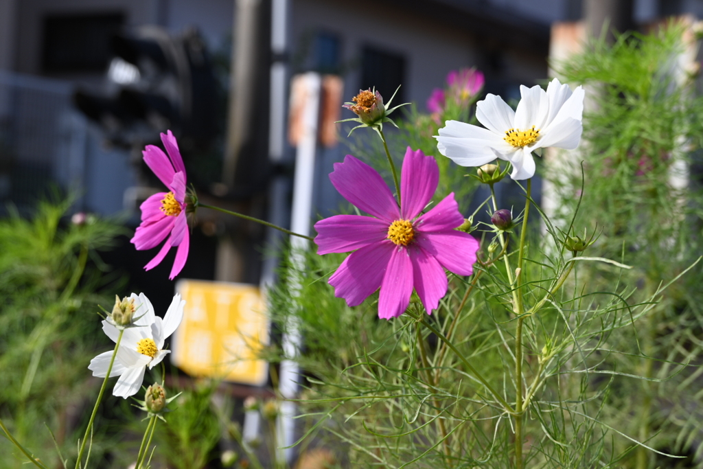 見頃のコスモス