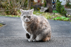 野良ねこ
