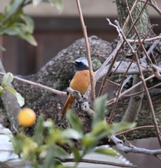 野鳥撮影