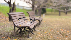 桜も落ち葉になって、秋が深まる