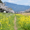 豊川の桜