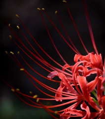 曼珠沙華