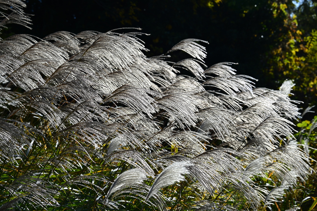 風でたなびく。もうすぐ冬。