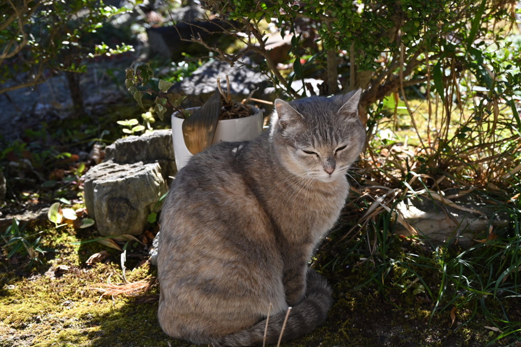 日差しが強いので。。