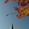 紅葉に思い耽る