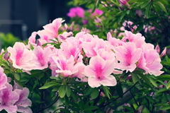 5月のピンク