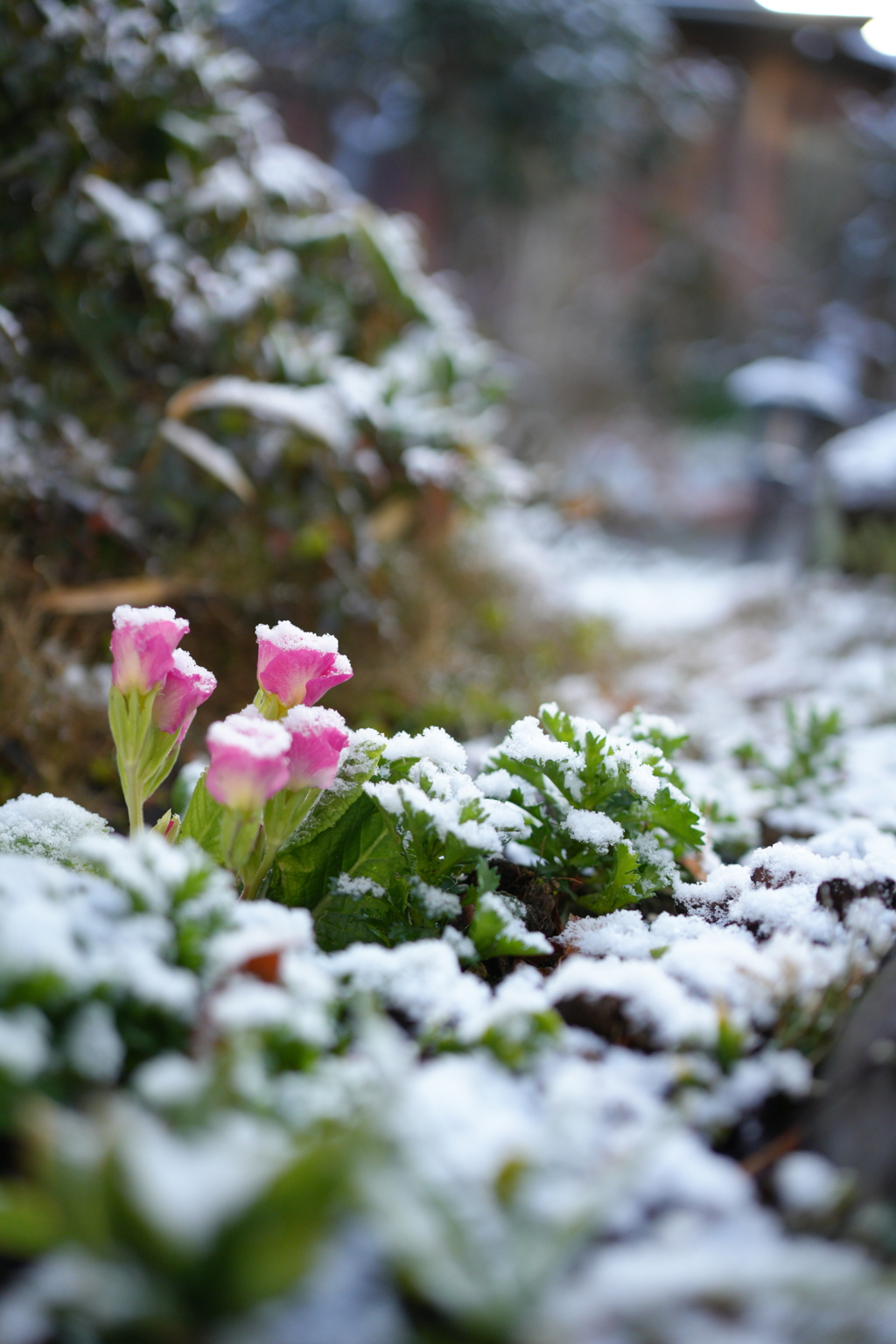 花壇に雪を添えて