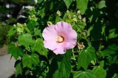 フヨウの花